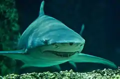 frontal view of a bulky gray shark with small eyes, a broad snout, and long curved fins