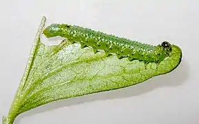 Nematus leucotrochus, pale-spotted gooseberry sawfly