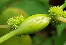 False nettle stem gall caused by gall midge Neolasioptera boehmeriae  (Cecidomyiidae)