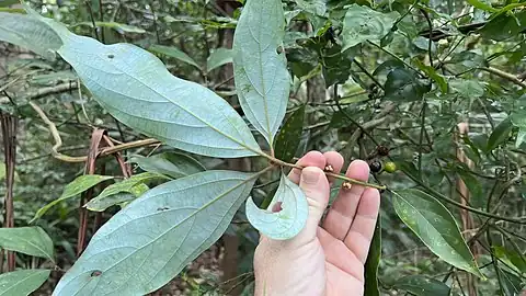 Underside of leaves