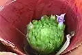 Neoregelia 'Yellow Devil' flower emerging from submerged inflorescence.