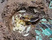 Female earwig in her nest with newly hatched young