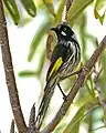 New Holland honeyeater, Lindisfarne, Tasmania