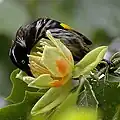 New Holland honeyeater, 2005