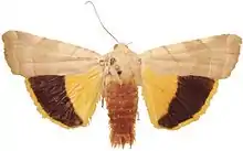 Noctua tirrenica