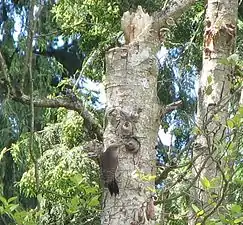 An adult northern flicker feeding a juvenile at a nest cavity entrance