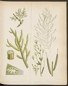 A taxonomic illustration of Notheia (top left) by William Henry Harvey (1855)