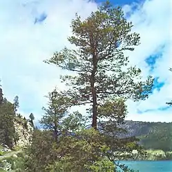 The Patagonian oak, roble or roble beech