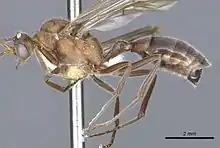 Male dinosaur ant with long, functional wings