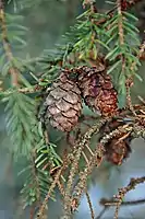 Serotinous seed cones of Picea mariana persist even after fire has caused the seeds to be released.