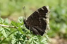 Photograph of a brown butterfly