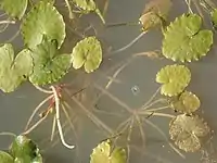 floating leaves & stems