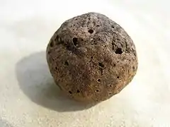 Marble gall of oak caused by Andricus kollari