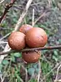 oak gall