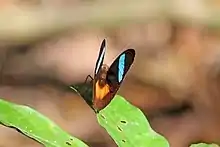 Obrinus olivewing (N. obrinus faventia, male, Brazil