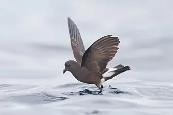 Wilson's storm petrel pattering