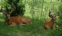 White-tailed deer