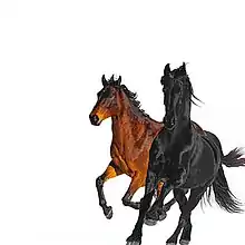 Chestnut and black horses in a white background.