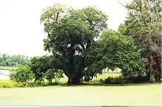 The oldest southern live oak at the plantation.