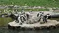 Penguins