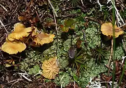 tightly packed, leafy green growth with a few small, flat, emergent, yellowish-orange mushrooms