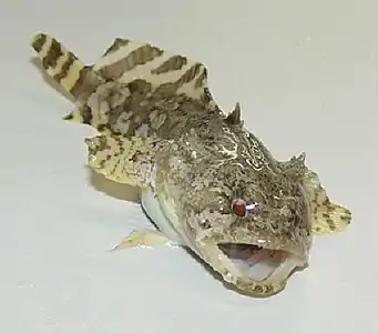 Toadfish often inhabit reefs. Male toadfish "sing" at up to 100 decibels with their swim bladders to attract mates.