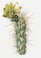 Silver cholla (Opuntia echinocarpa), a common species of cacti in the Mojave