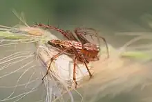 Oxyopes quadrifasciatus are member of  the family Oxyopidae. Photo taken in Dahod.