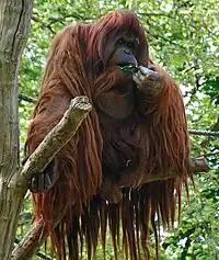 Orangutan on a branch eating some leaves