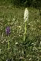 Orchis mascula (white form) – Germany, Saarland