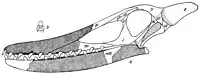 Drawing of von Arthaber's outdated 1919 skull reconstruction of C. cuvieri