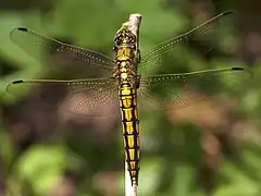 Immature female