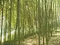 Bamboo