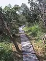 The Georgenfeld Raised Bog - a board walk