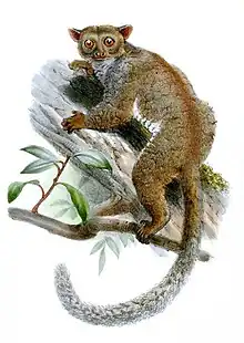 Drawing of brown bushbaby