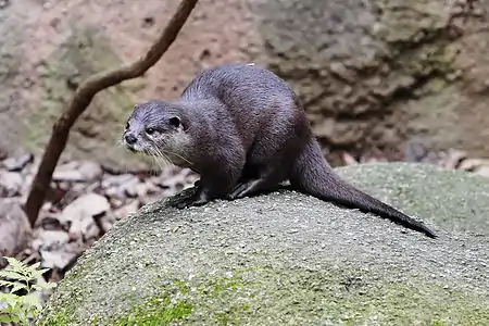 Asian small clawed otter