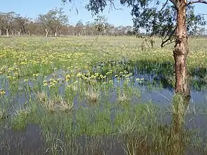 Large colony near Gunnedah, NSW