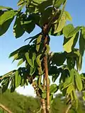 Heartnut in flower