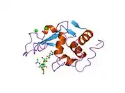 1lmt: STRUCTURE OF A CONFORMATIONALLY CONSTRAINED ARG-GLY-ASP SEQUENCE INSERTED INTO HUMAN LYSOZYME