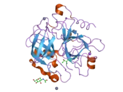 1z8j: Crystal structure of the thrombin mutant G193P bound to PPACK