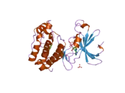 2c6d: AURORA A KINASE ACTIVATED MUTANT (T287D) IN COMPLEX WITH ADPNP