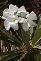 Pachypodium lamerei, close-up