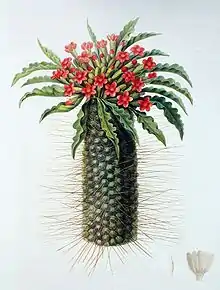 Pachypodium namaquanum