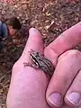 Brown color morph held in hand.