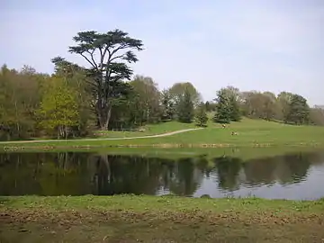 The Great Cedar is thought to be the largest in Europe.