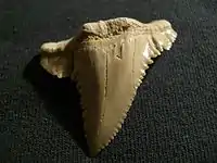 Tooth of Palaeocarcharodon from Atlas mountain in Morocco. 60 mya, long 3 cm.