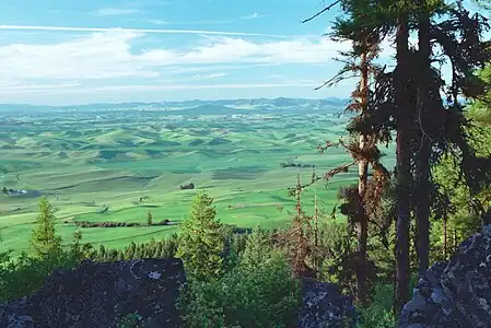 Palouse fields from Kamiak Butte, early summer