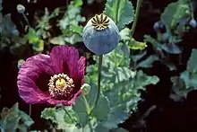 Papaver somniferum, the opium poppy, contains a wealth of alkaloids, including morphine, codeine and papaverine