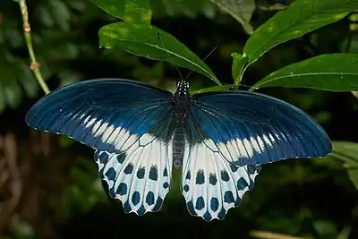 Image 20Papilio polymnestorPhotograph credit: Jeevan JosePapilio polymnestor, the blue Mormon, is a species of swallowtail butterfly found in southern India and Sri Lanka. It is a woodland species, often seen on forest paths and near streams. The larvae feed on trees in the family Rutaceae, such as citrus. Young larvae are green with white markings and position themselves on the upper surface of leaves, relying on their cryptic colouring, which resembles bird droppings, for protection. Older larvae seek less conspicuous locations, and have a unique habit of securing their balance by weaving silk on the substratum. This adult male P. polymnestor butterfly was photographed in the Indian state of Kerala.More selected pictures