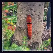 Caterpillar, pre-pupal state